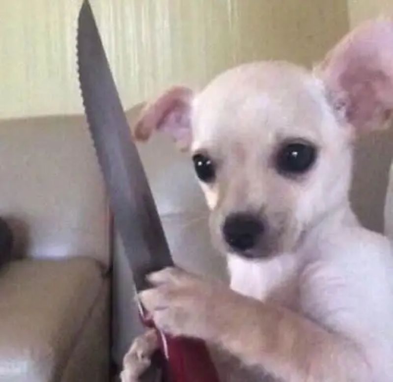 meme chihuahua hài hước