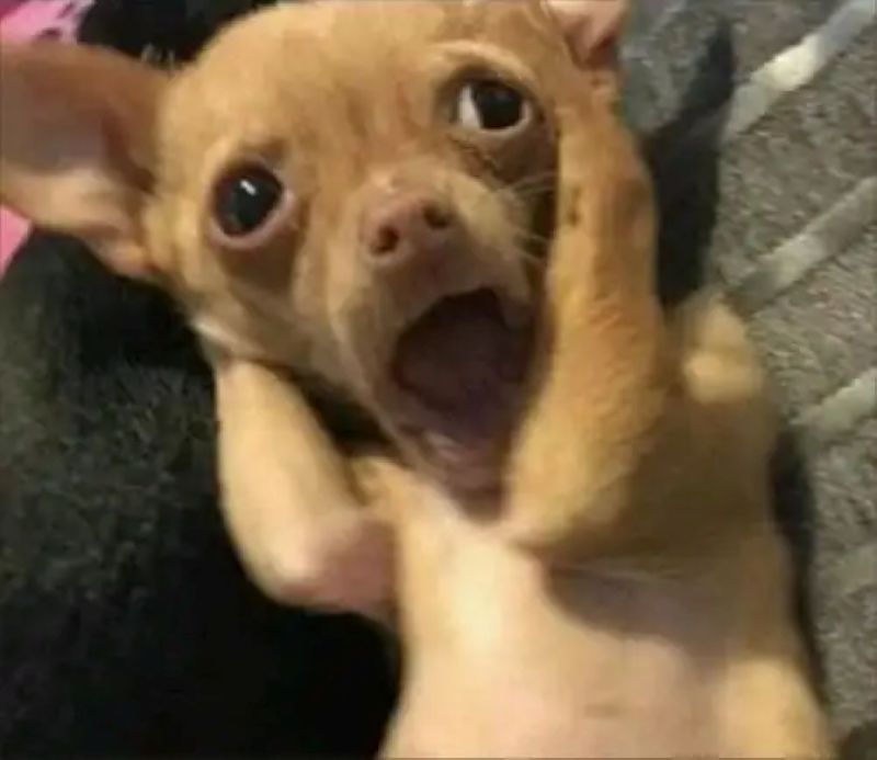 meme chihuahua hài