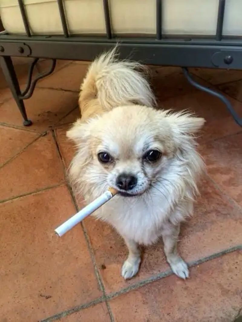 meme chihuahua