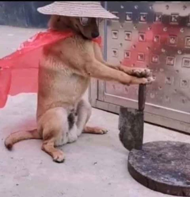 meme chó cầm dao