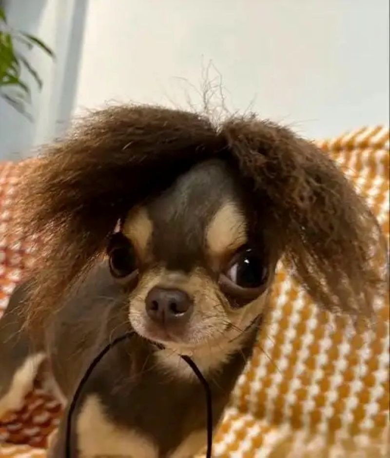 meme chó chihuahua