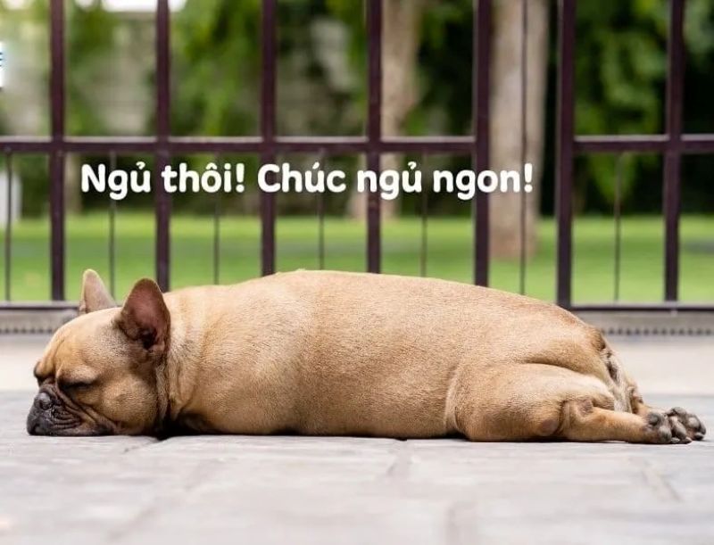 meme chúc ngủ ngon cute
