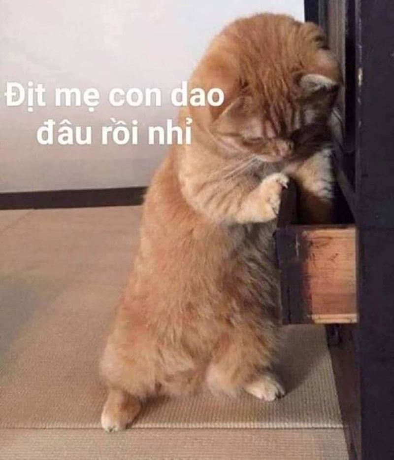 meme chửi tục