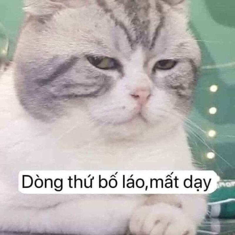 meme chửi