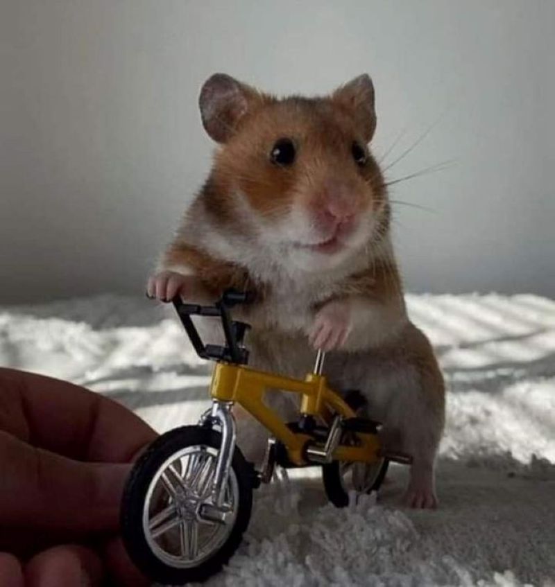 meme chuột hamster hài hước