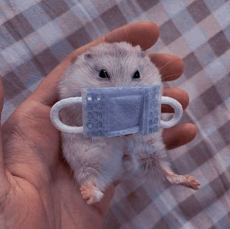 meme chuột hamster