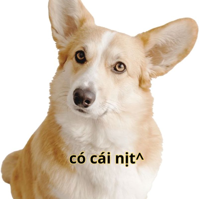 meme có cái nịt