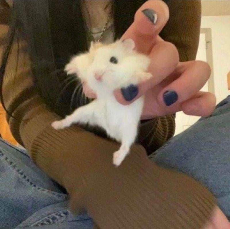 meme con chuột
