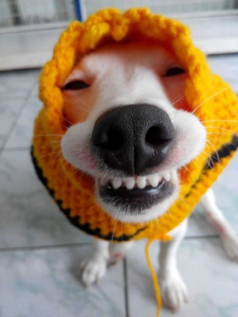 meme cười