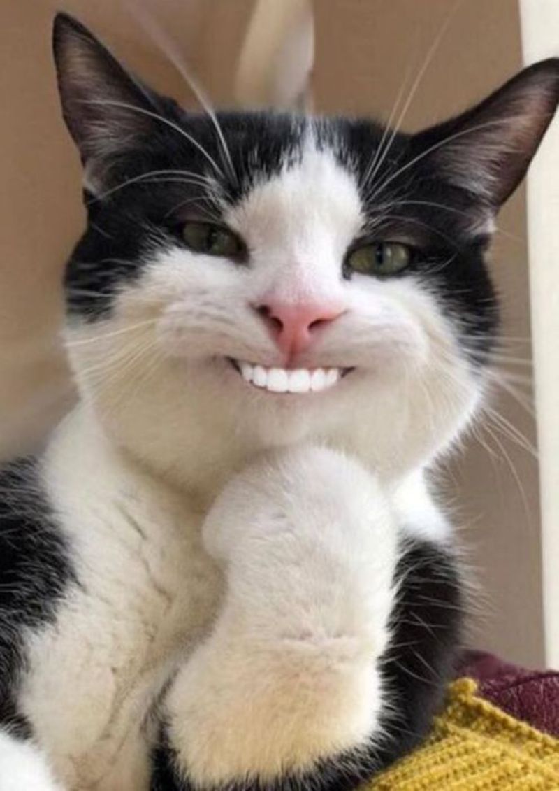 meme cười ra nước mắt