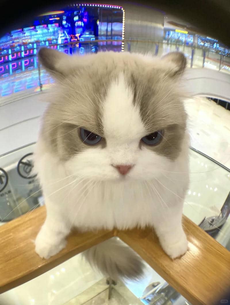 meme cute dễ thương