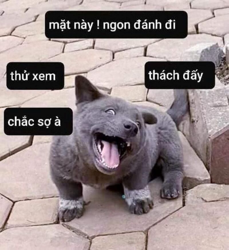 meme đấm