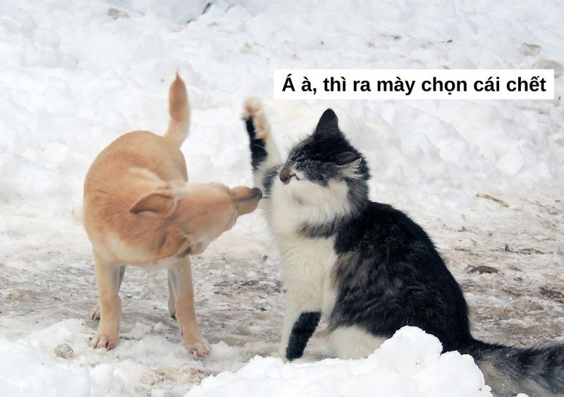 meme đánh lộn