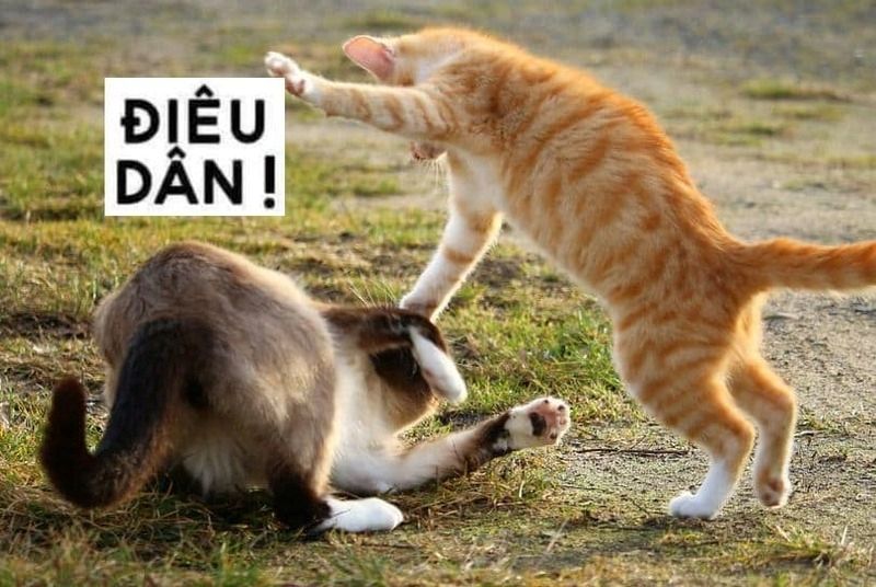meme đánh nhau
