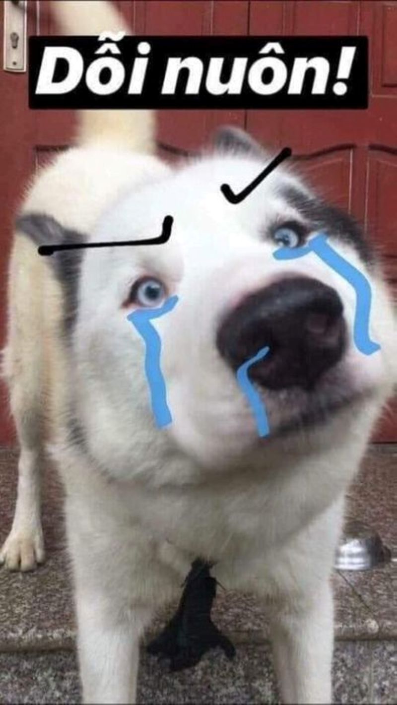 meme đợi