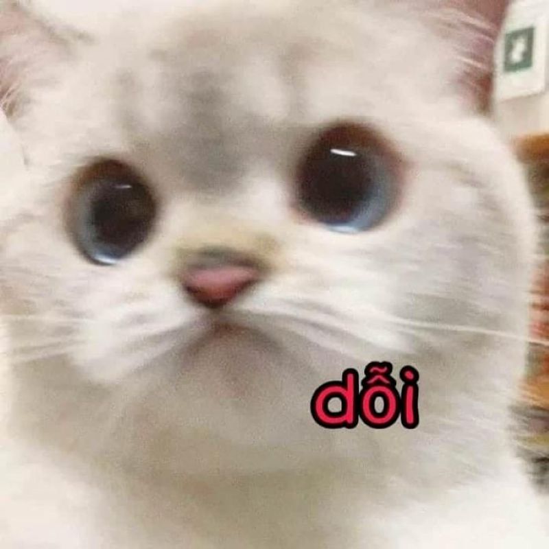 meme dỗi cute