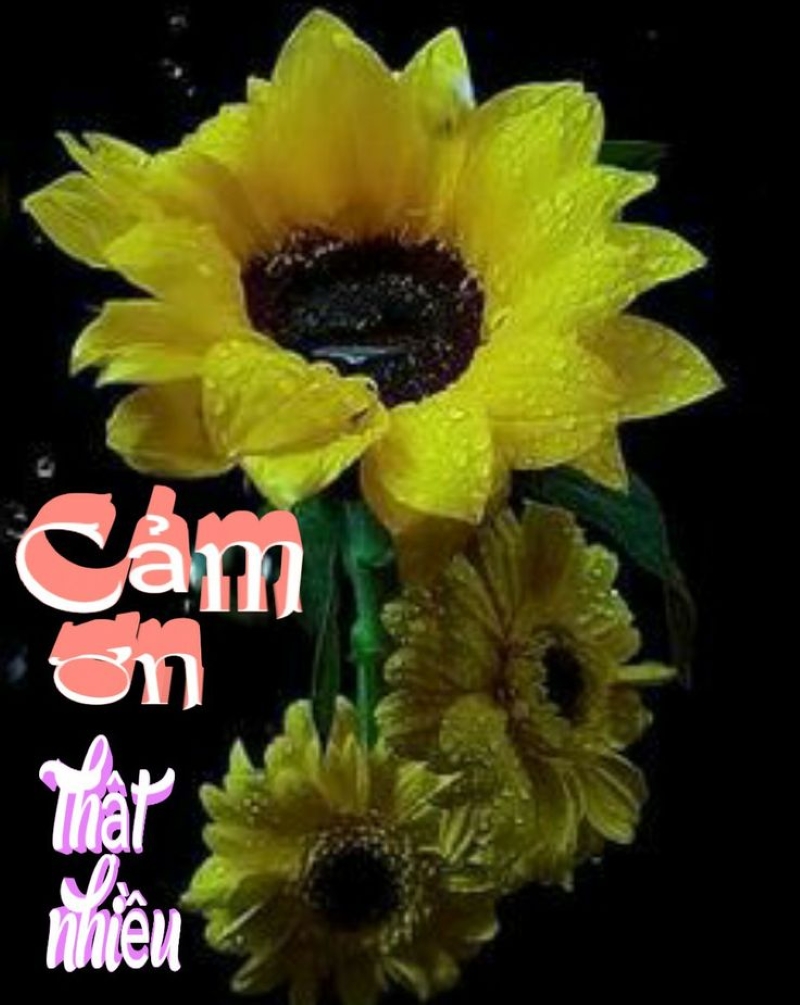 meme đội ơn