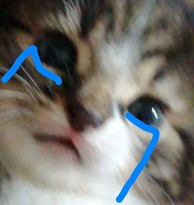 meme đừng buồn nữa