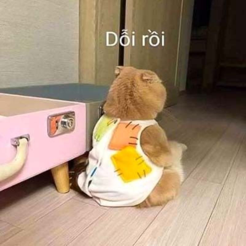 meme giận dỗi
