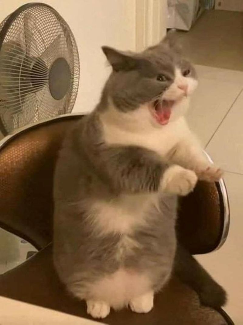 meme giận dữ