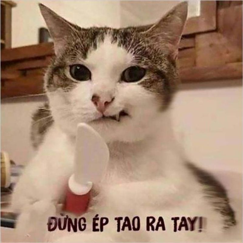 meme hài cute