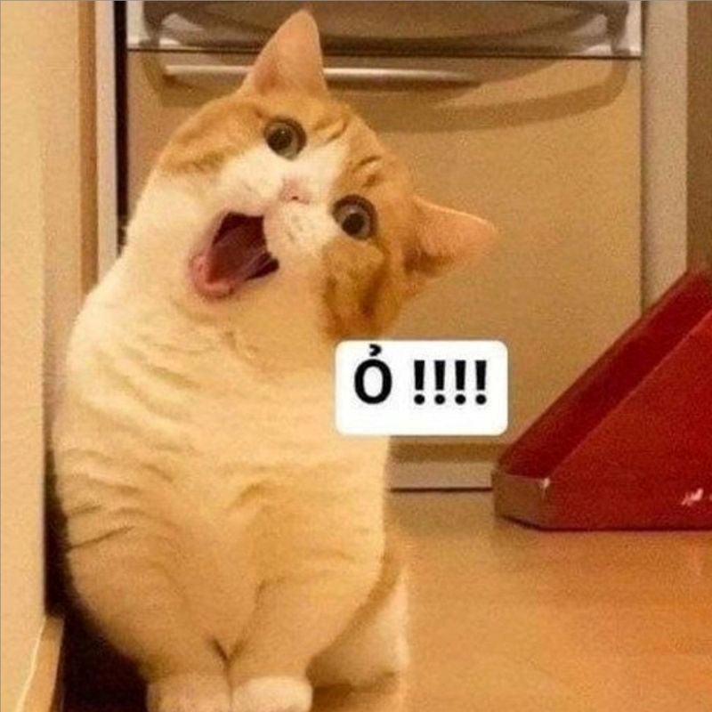 meme hài hước