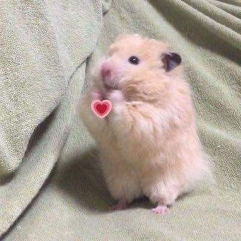 meme hamster