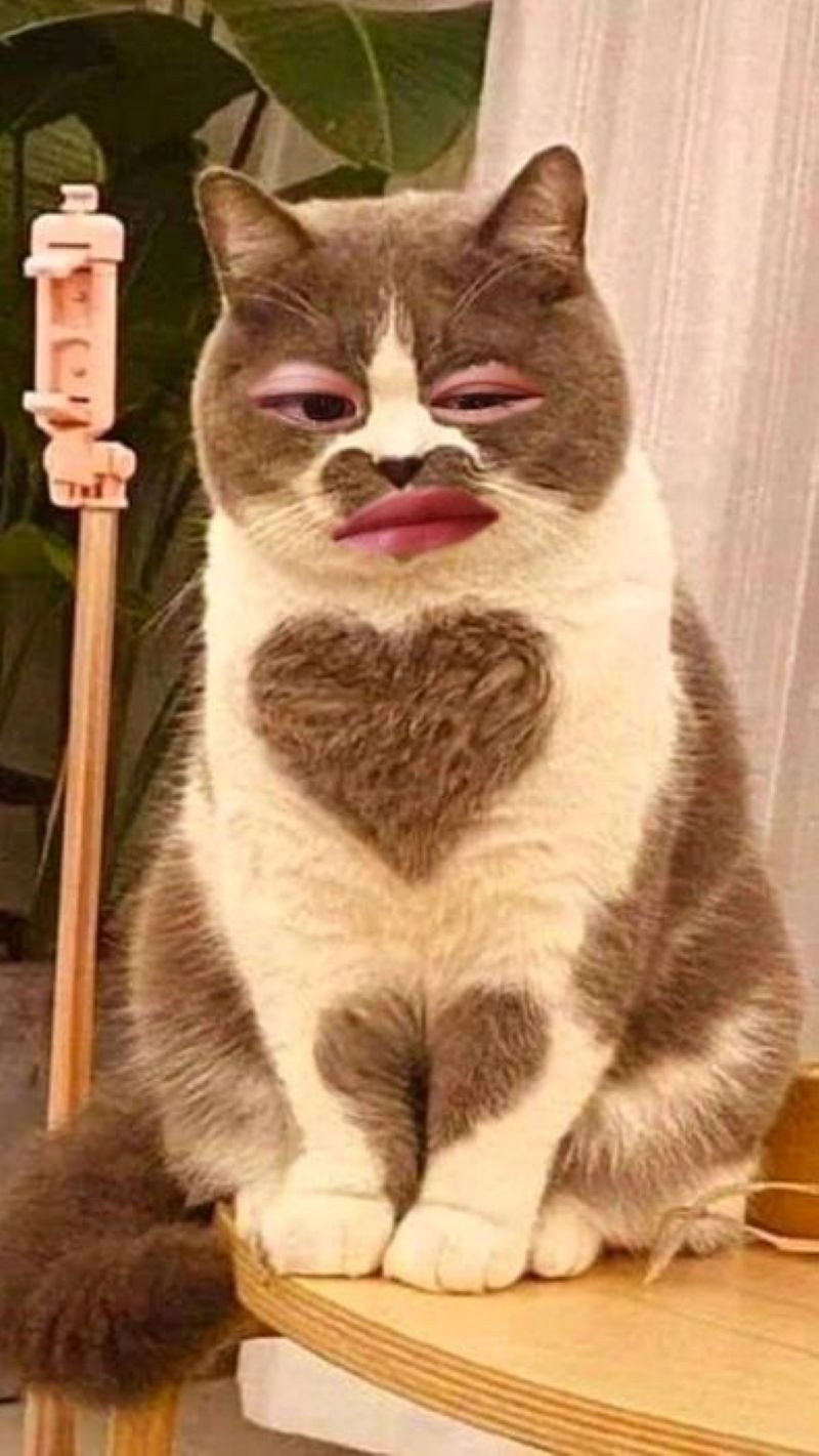 meme khinh bỉ