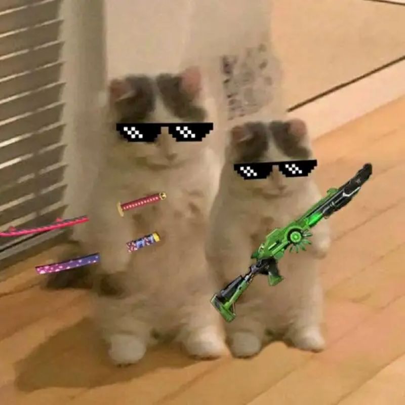 meme mèo cầm súng
