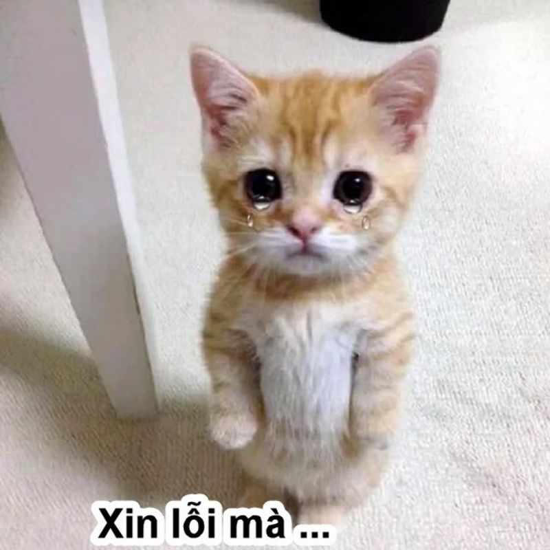 meme mèo cầu xin