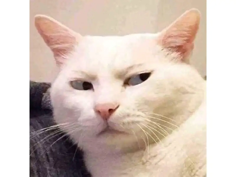 meme mèo chê