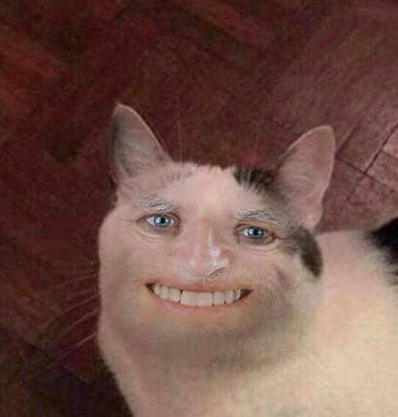 meme mèo cười đểu