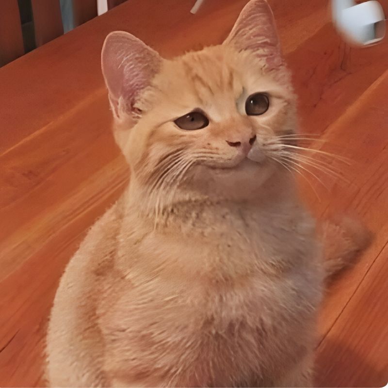 meme mèo cười nhe răng