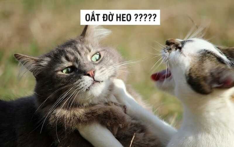 meme mèo đấm nhau