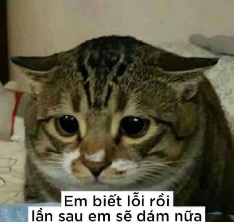 meme mèo giận dỗi