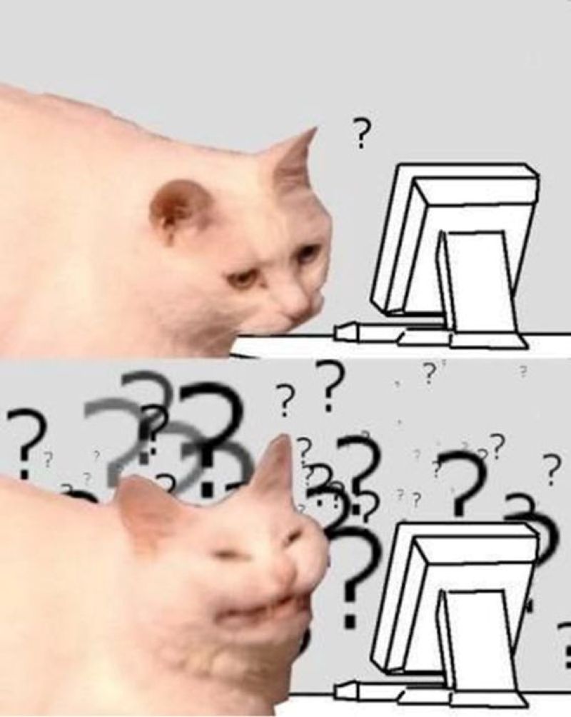 meme mèo học bài
