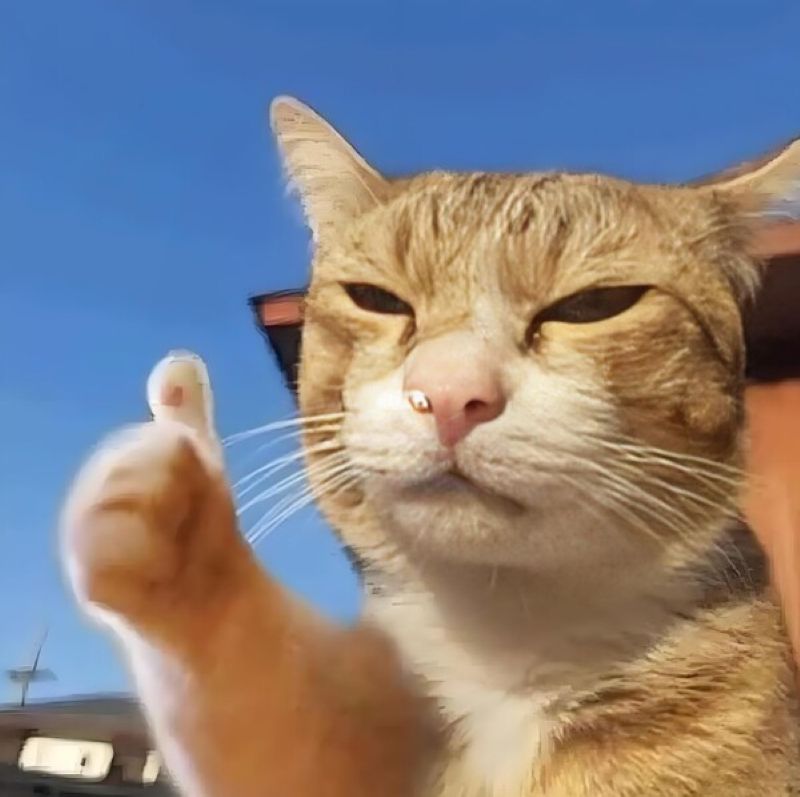 meme mèo like