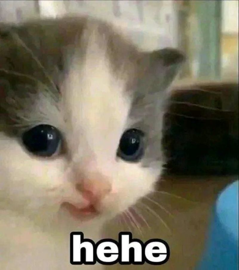 meme mèo nham hiểm