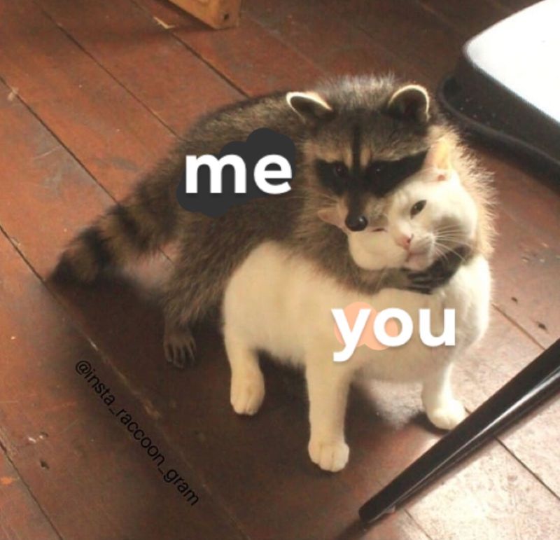 meme mèo ôm nhau