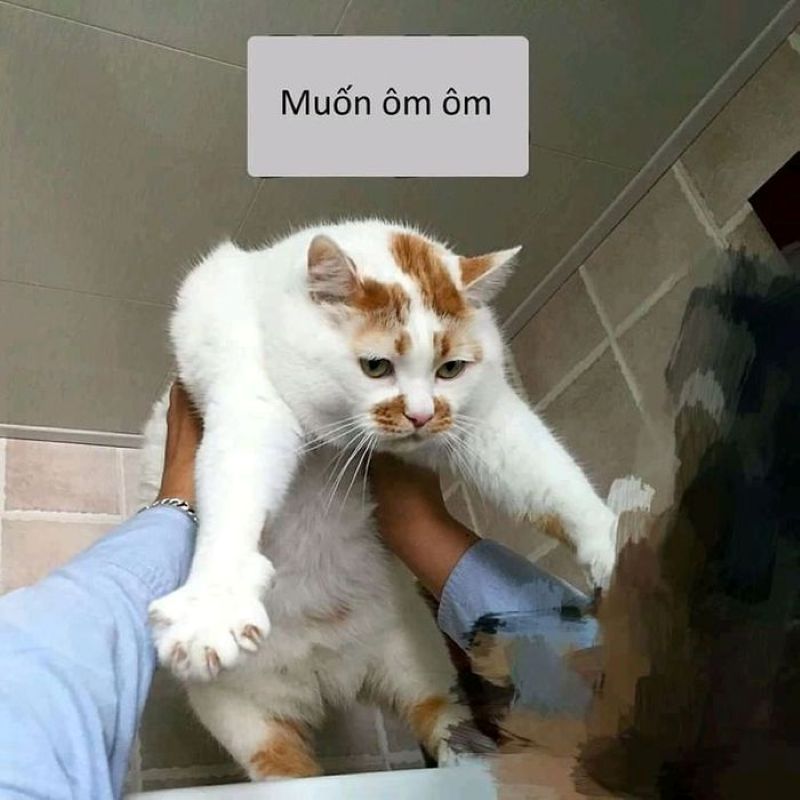 meme mèo ôm
