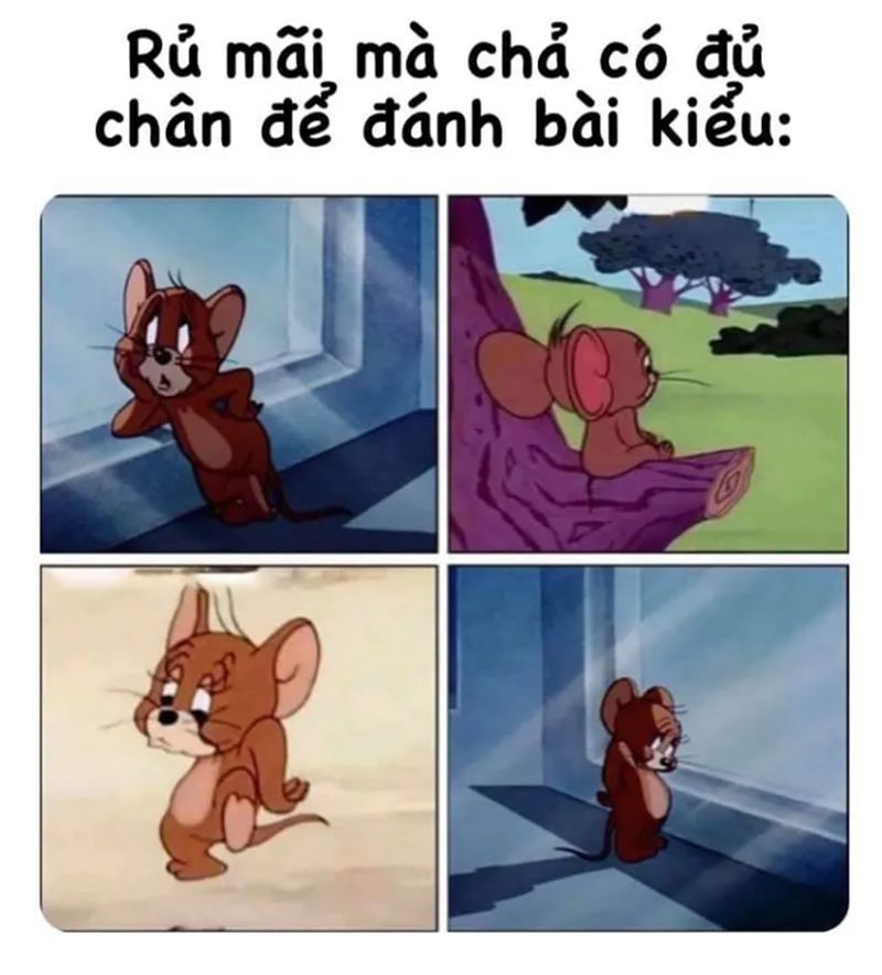 meme mèo tom