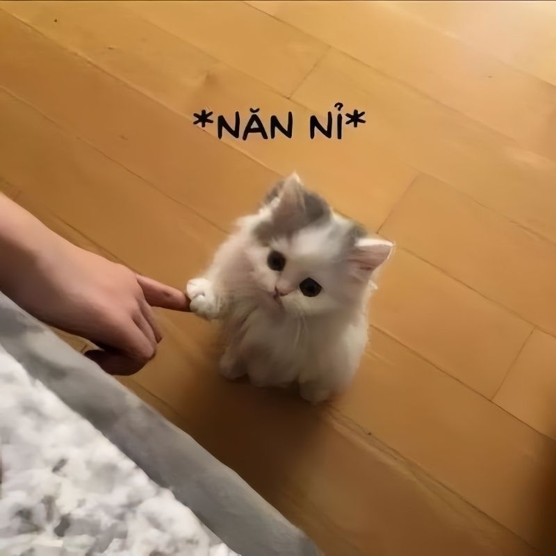 meme mèo xin lỗi
