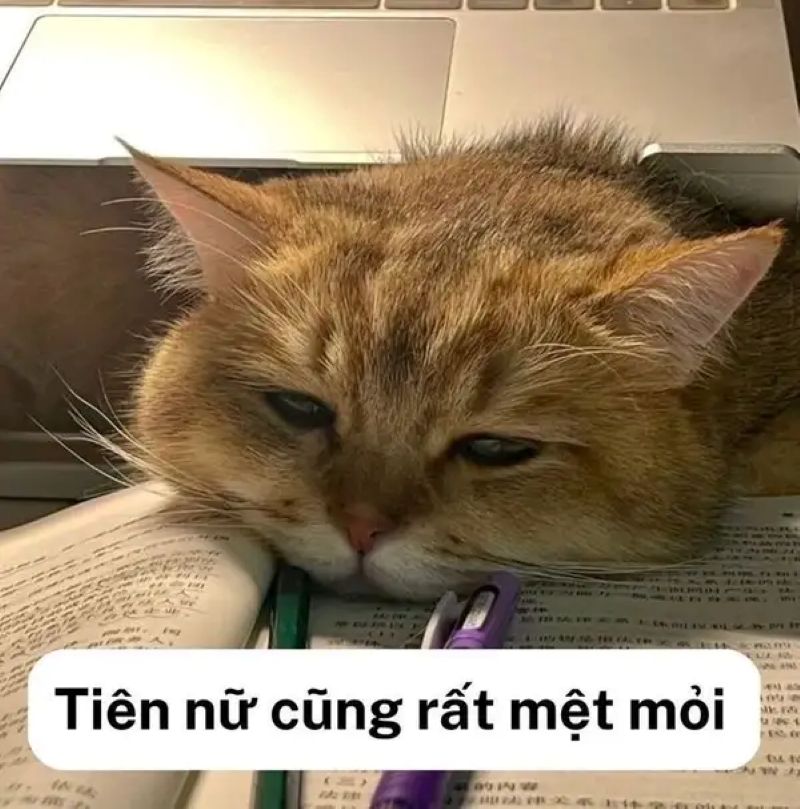 meme mệt
