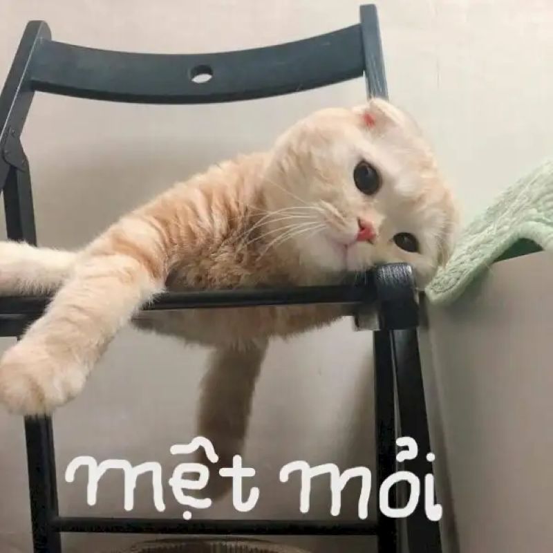meme nản