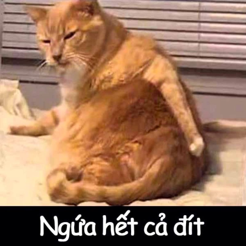meme não đang tải