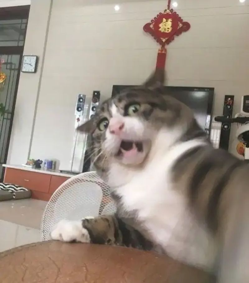 meme ngạc nhiên