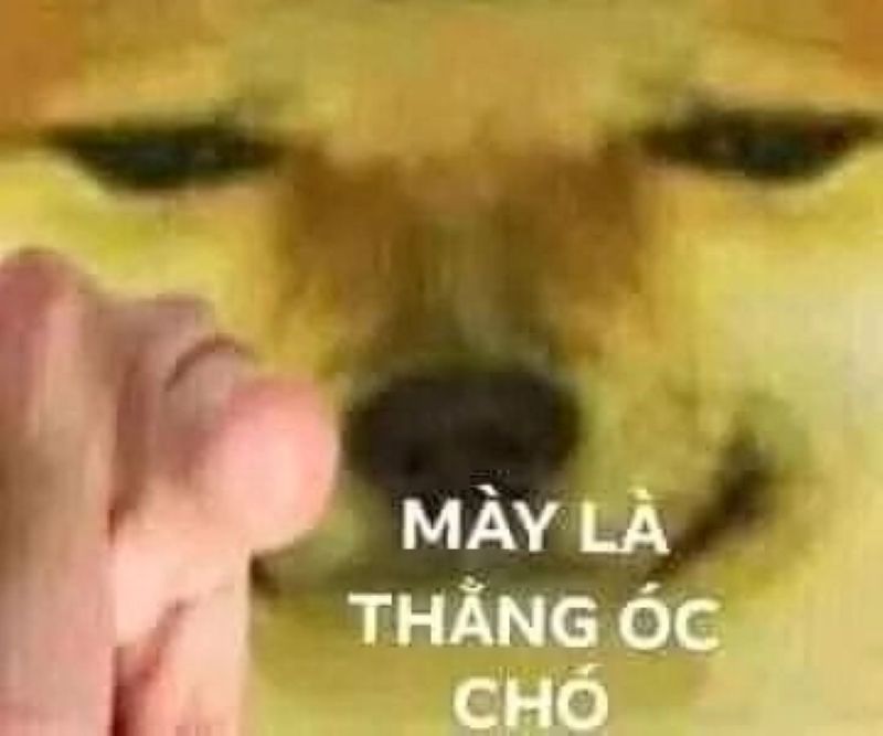 meme ngu dốt