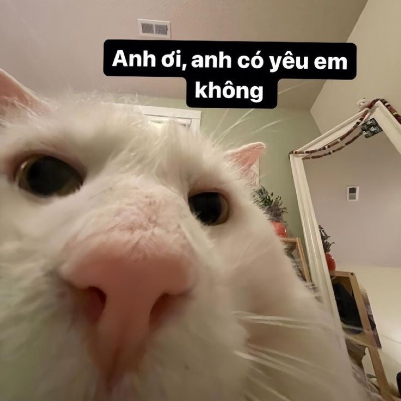 meme người yêu