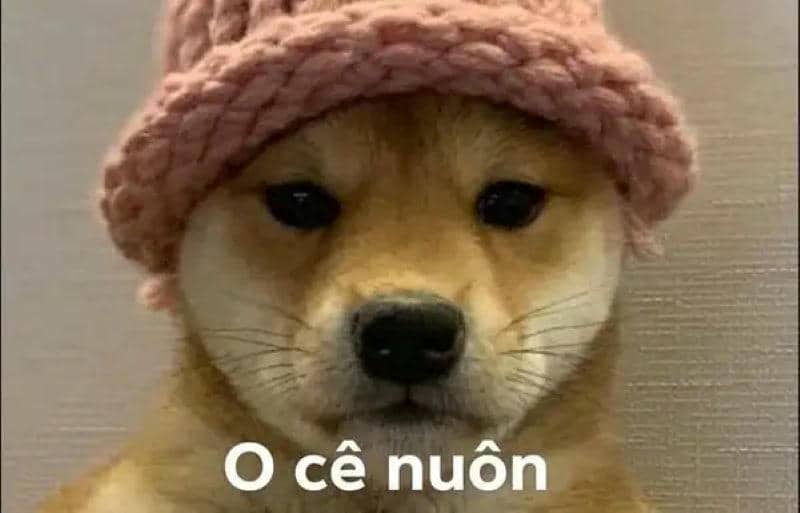 meme ok cute