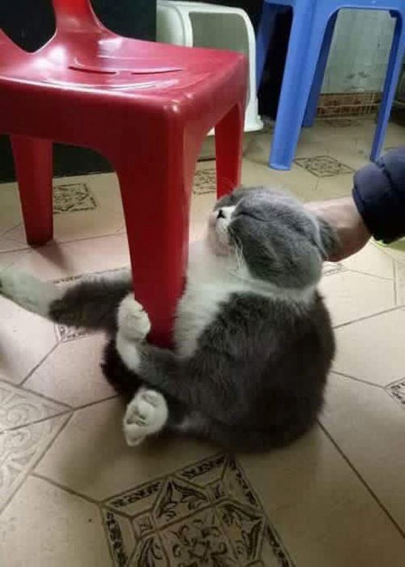 meme ôm cute